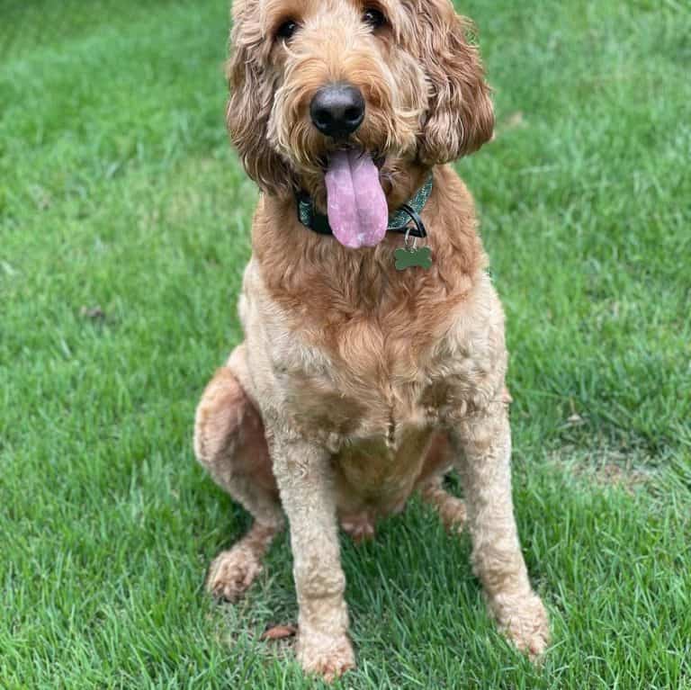 5 Best Goldendoodle Rescue Centers To Adopt From (2021 Updated