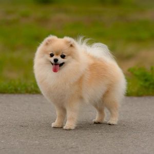 10 Dog Breeds That Never Grow Up: These Dogs Stay Small Their Whole ...